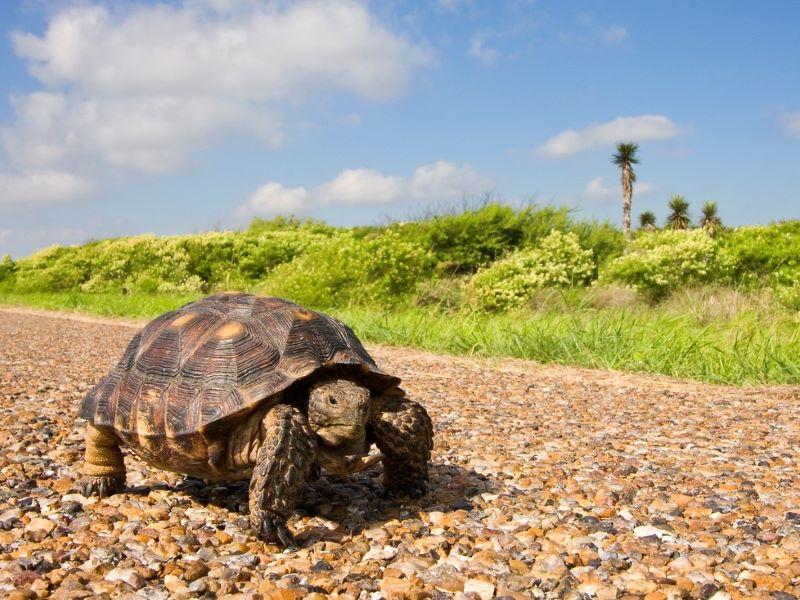 Tortoise walking down a road - representing how slow and steady can be more effective than fast