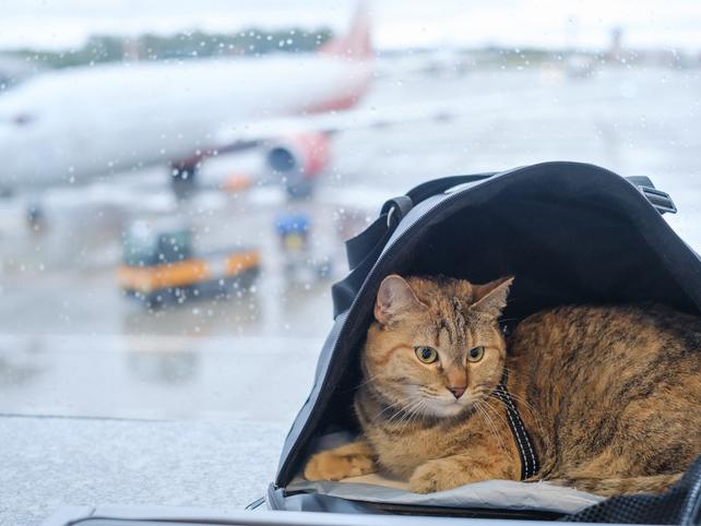 Cat in travel cage with plane in background