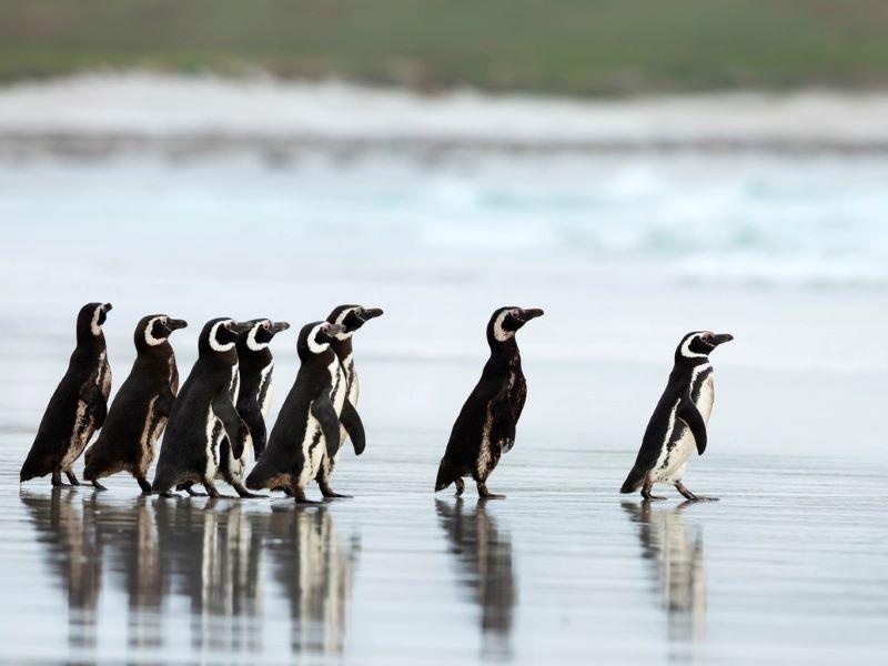 Penguins following each other across a beach