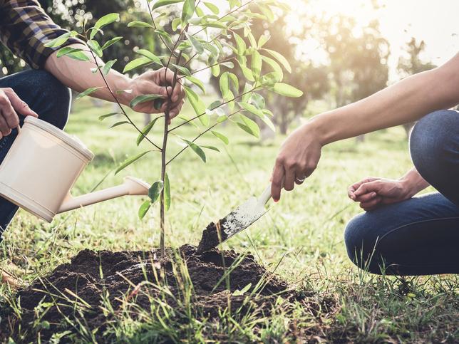 Couple planting a tree