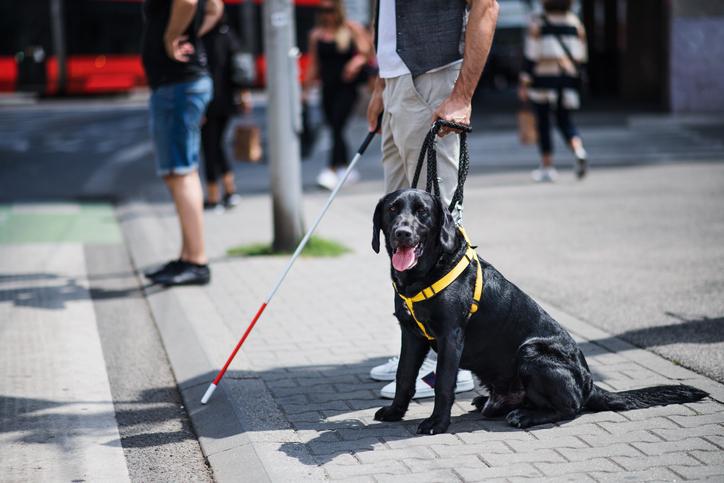 A guide dog waits with its owner on a pavement