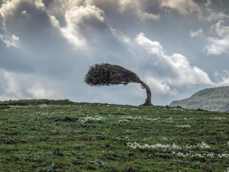 A tree being blown by gale-force winds