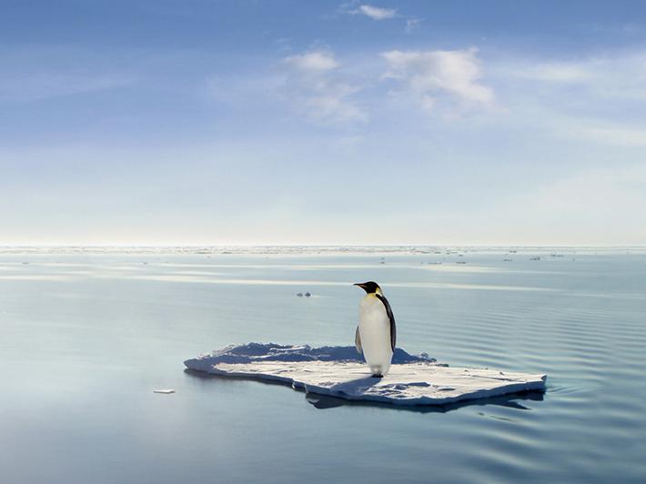 Emperor penguin on ice sheet