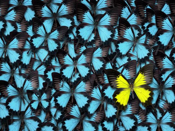 Yellow butterfly in a group of blue butterflies