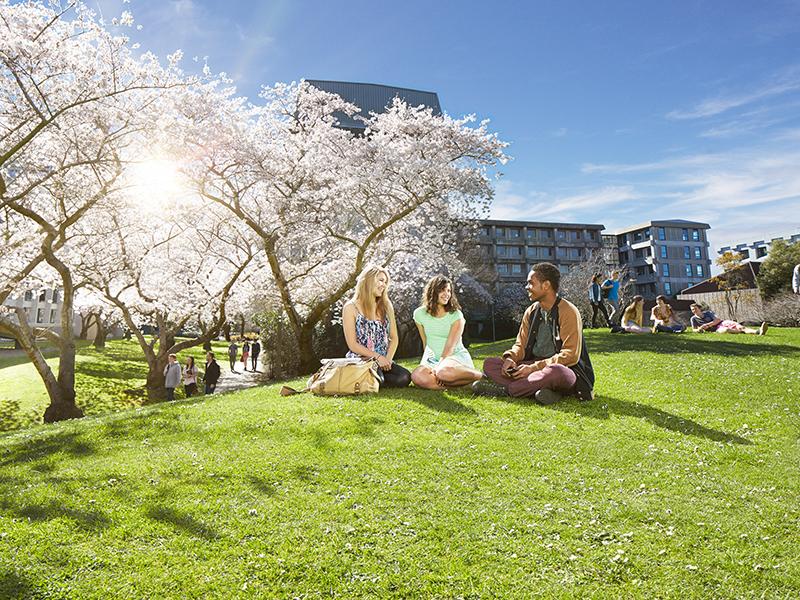 Students under flowering tree on University of Canterbury campus in sunshine