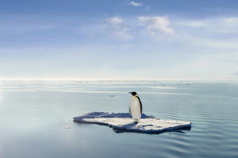 Emperor penguin on ice sheet
