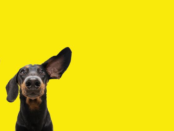 Dog with ear cocked listening